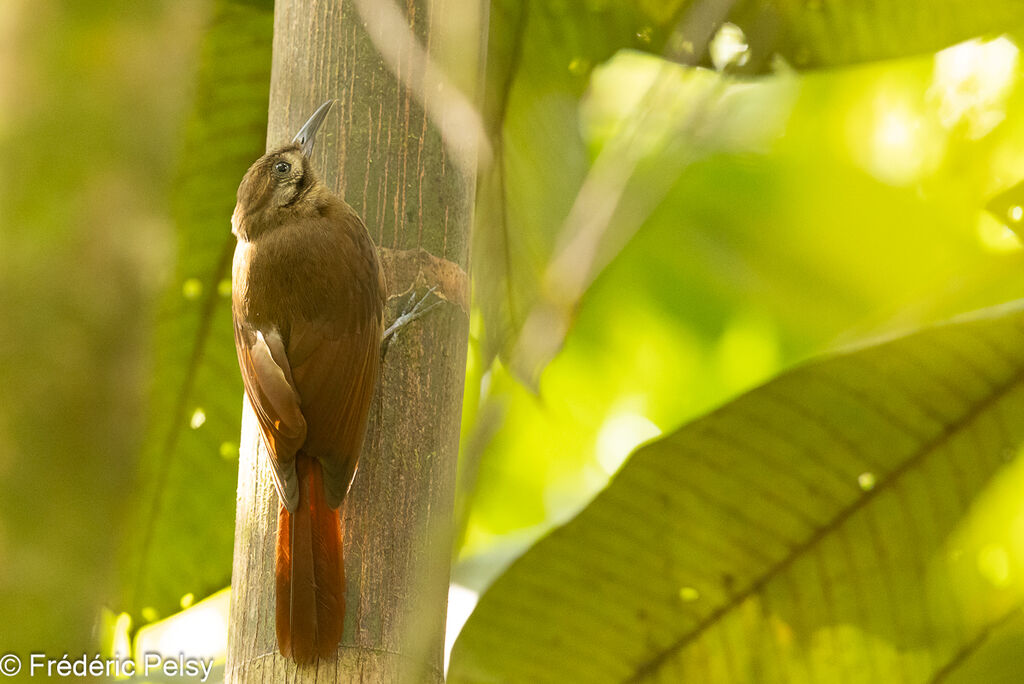 Plain-brown Woodcreeper