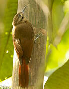 Plain-brown Woodcreeper