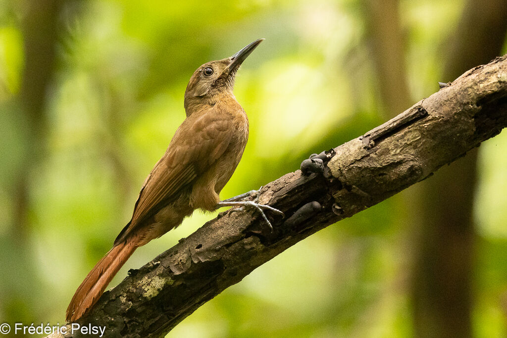 Plain-brown Woodcreeper