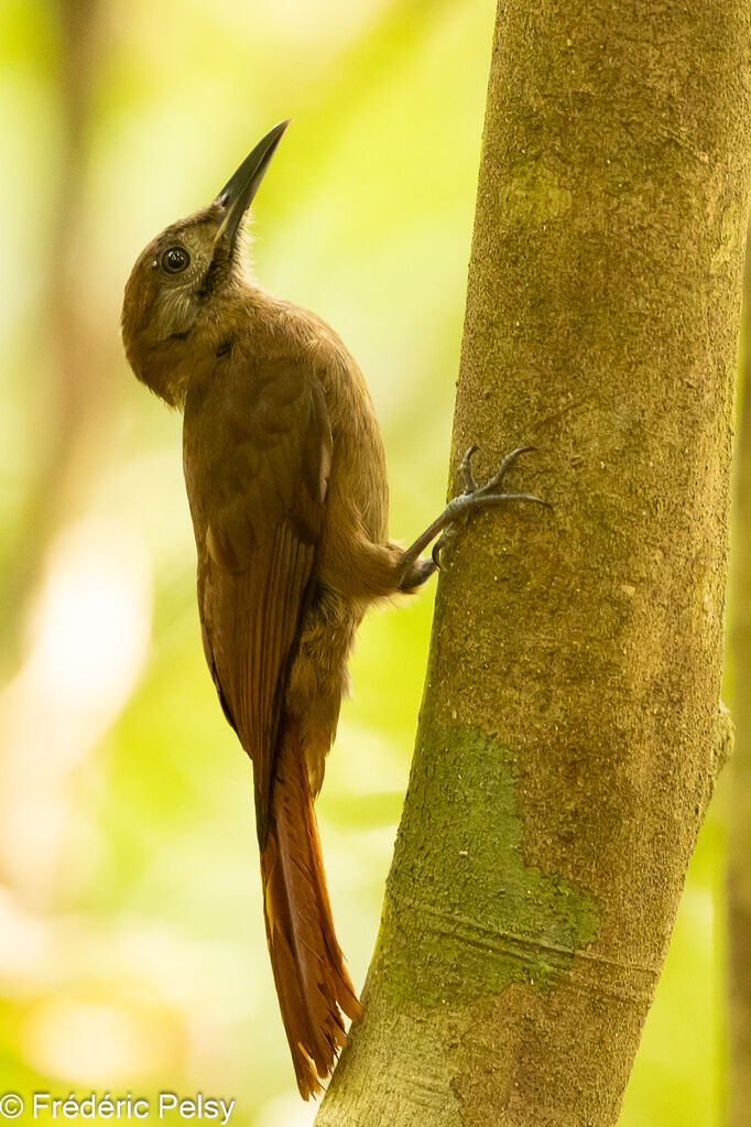 Plain-brown Woodcreeper