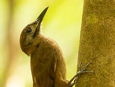 Plain-brown Woodcreeper