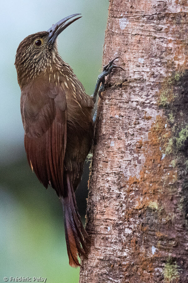 Strong-billed Woodcreeper