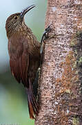 Strong-billed Woodcreeper