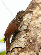 Black-striped Woodcreeper