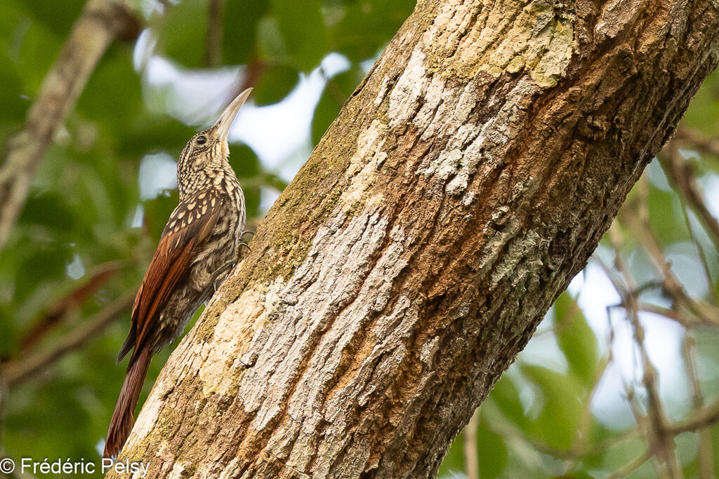 Black-striped Woodcreeper