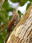 Black-striped Woodcreeper