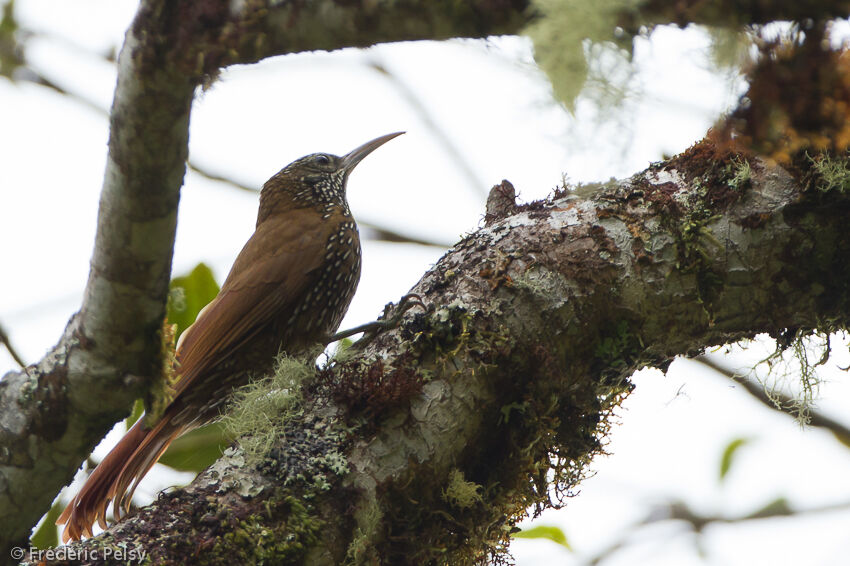 Montane Woodcreeper