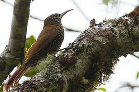 Montane Woodcreeper