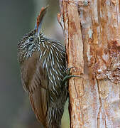 Montane Woodcreeper