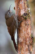 Montane Woodcreeper