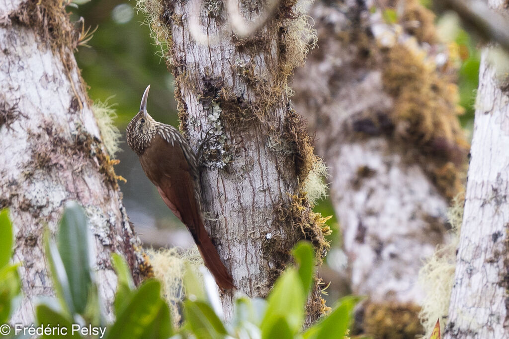 Spot-crowned Woodcreeper