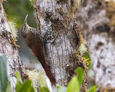 Spot-crowned Woodcreeper