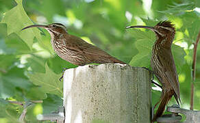 Scimitar-billed Woodcreeper