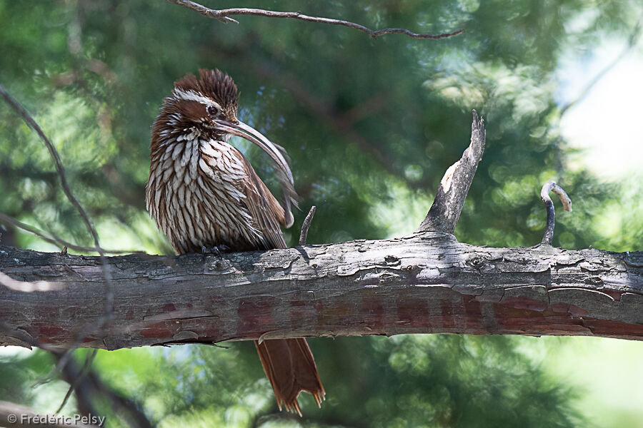 Scimitar-billed Woodcreeper