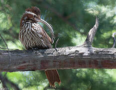 Scimitar-billed Woodcreeper