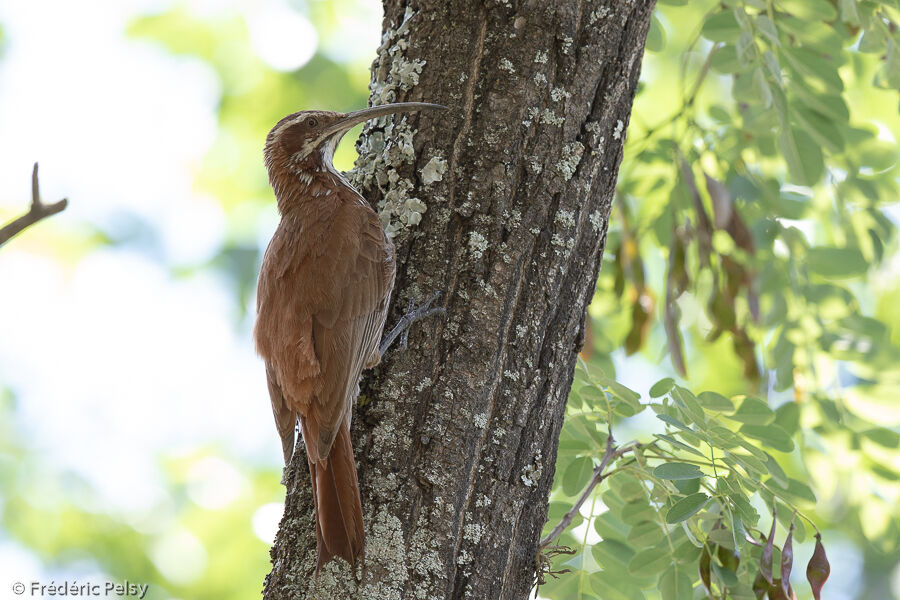 Scimitar-billed Woodcreeper