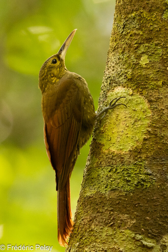 Spotted Woodcreeper