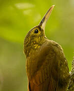 Spotted Woodcreeper