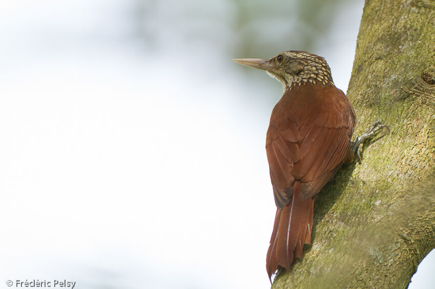 Straight-billed Woodcreeperadult