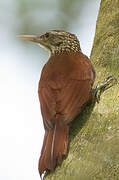 Straight-billed Woodcreeper