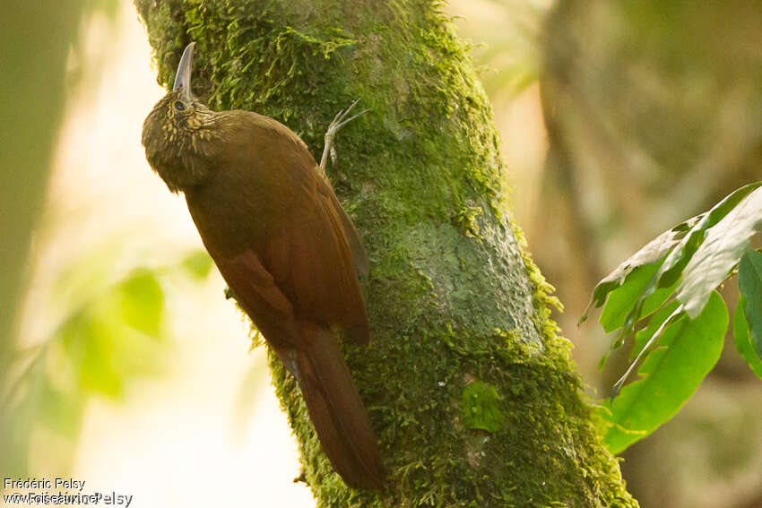 Black-banded Woodcreeper, habitat, pigmentation