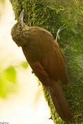 Black-banded Woodcreeper