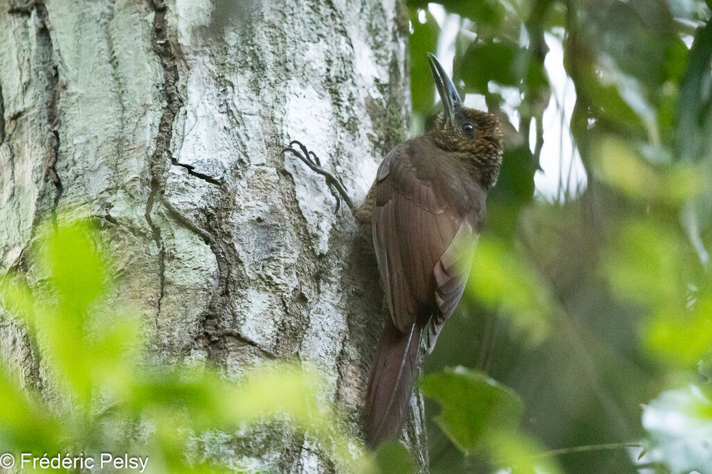 Northern Barred Woodcreeper