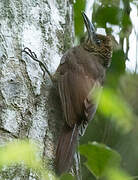 Northern Barred Woodcreeper