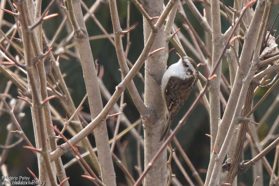 Hodgson's Treecreeperadult, identification