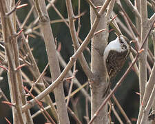 Hodgson's Treecreeper