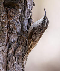 Grimpereau de l'Himalaya