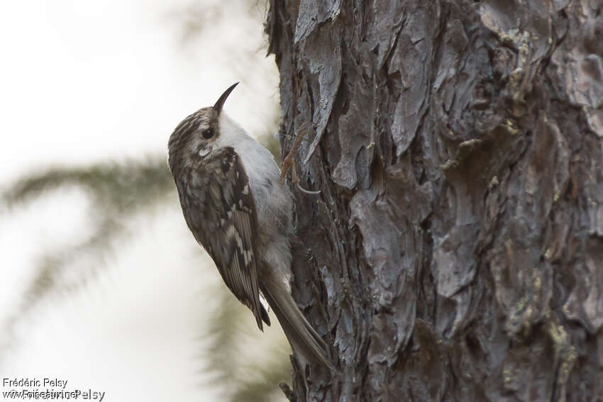 Eurasian Treecreeperadult, camouflage, pigmentation