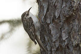 Eurasian Treecreeper