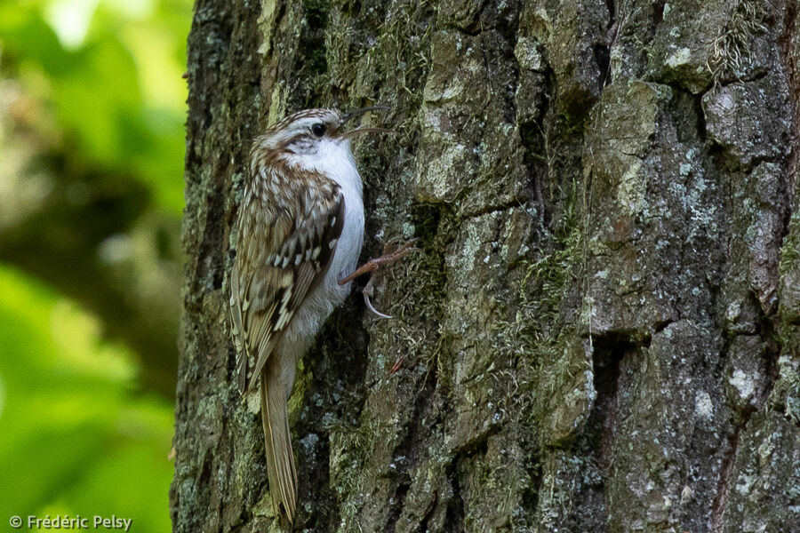 Eurasian Treecreeper