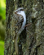 Eurasian Treecreeper