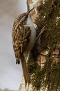 Short-toed Treecreeper