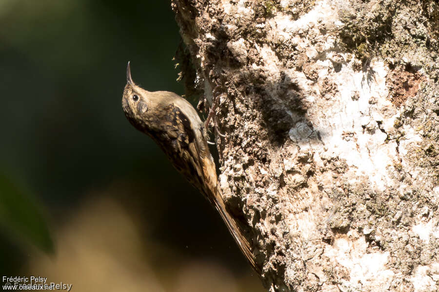 Sikkim Treecreeper