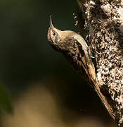 Sikkim Treecreeper