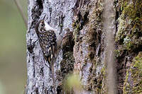 Grimpereau du Sichuan