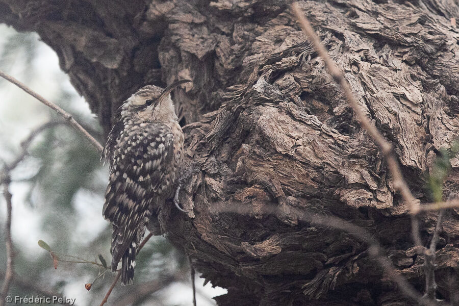 Indian Spotted Creeper