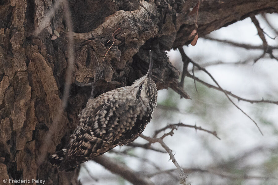 Indian Spotted Creeper