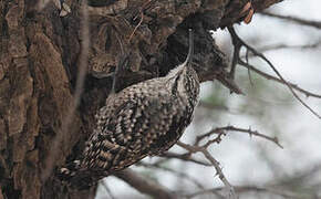 Indian Spotted Creeper