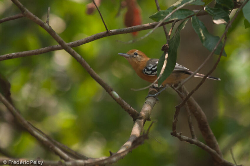 Large-billed Antwren female adult