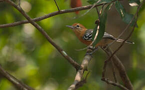 Large-billed Antwren