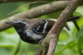 Southern White-fringed Antwren