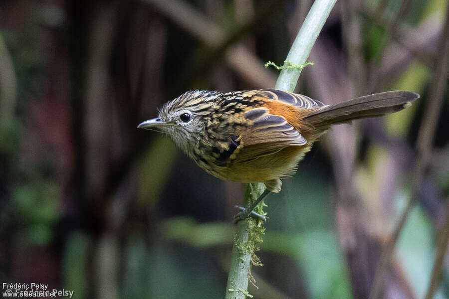 Streak-headed Antbird male immature, identification