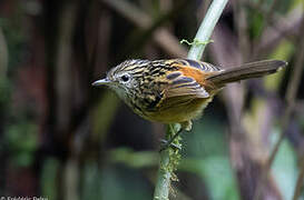 Streak-headed Antbird