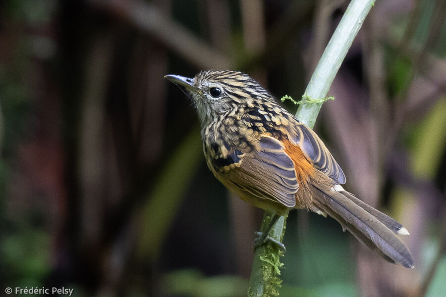 Streak-headed Antbird