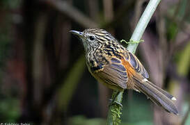 Streak-headed Antbird