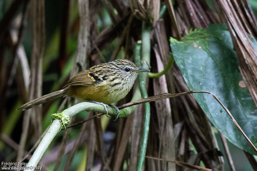 Streak-headed Antbird, habitat